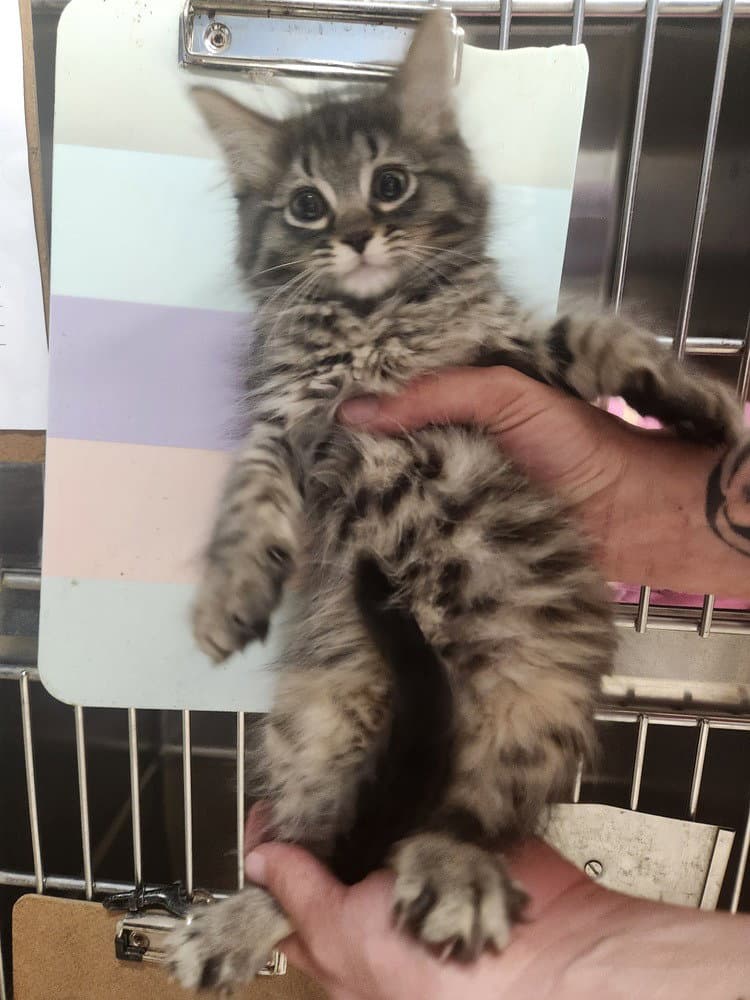 Afgan - Domestic Long Hair