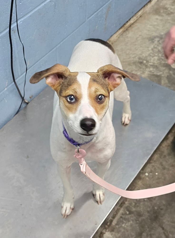 Pebble Marie - Jack Russell Terrier