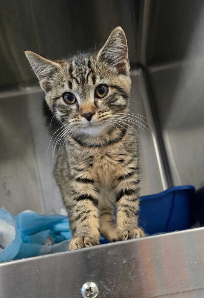 Lucky Seven - Domestic Medium Hair