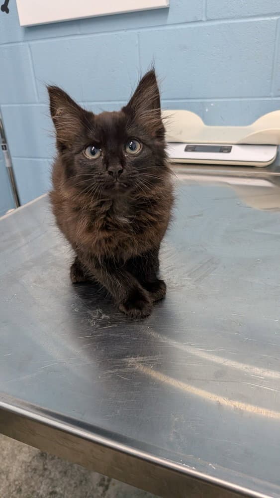 Gustavo - Domestic Medium Hair