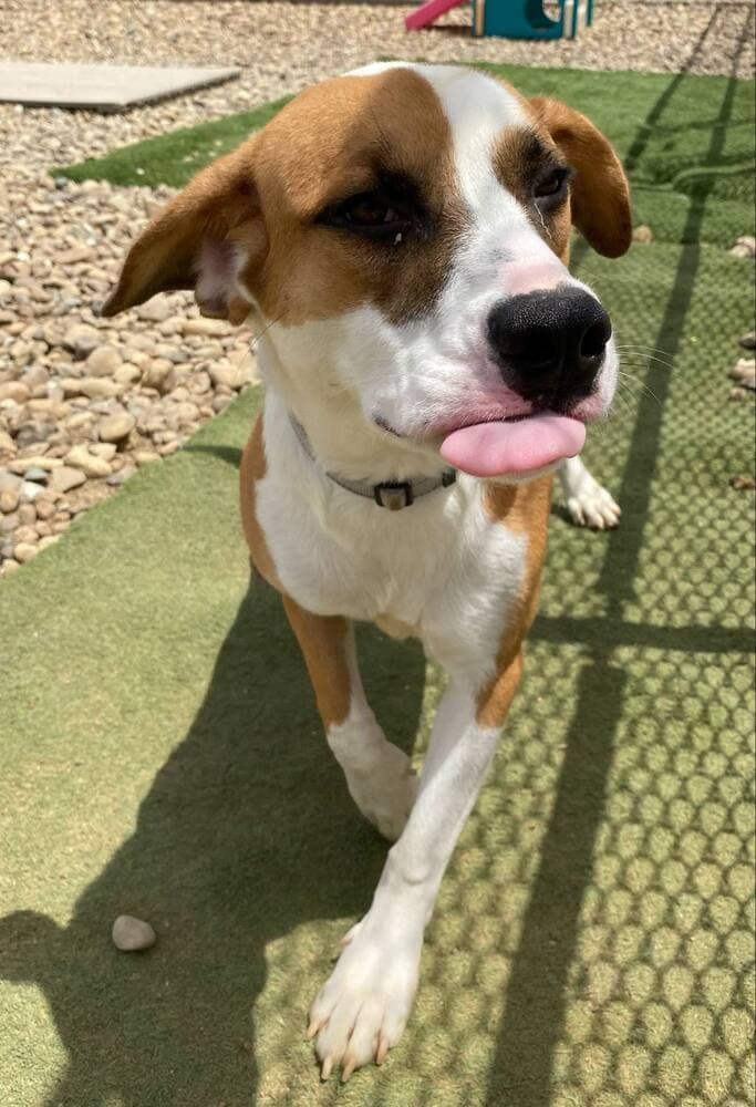 Tamera - Terrier