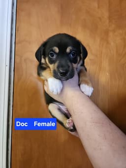Doc image 2