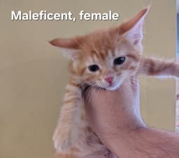 Maleficent image 1