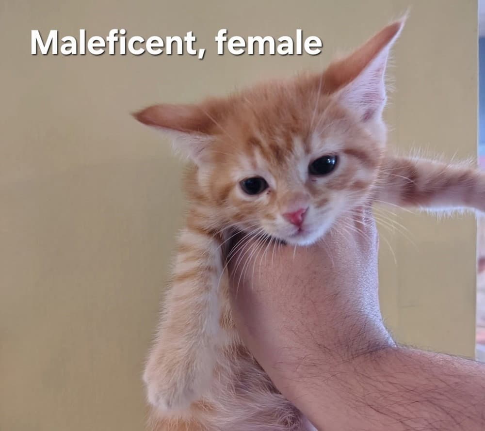 Maleficent - Domestic Short Hair
