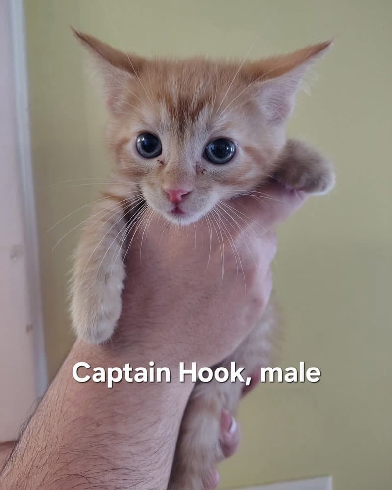 Captain Hook - Domestic Short Hair