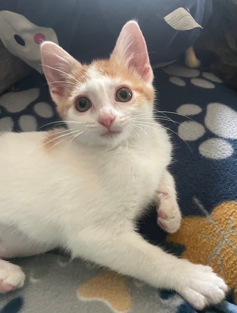 Frenzy - Domestic Short Hair