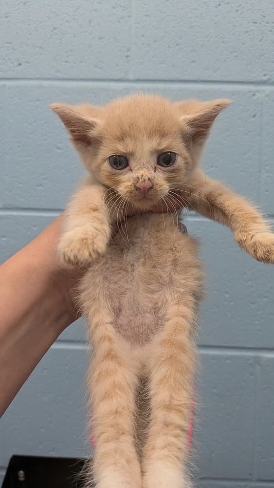 Radon - Domestic Short Hair