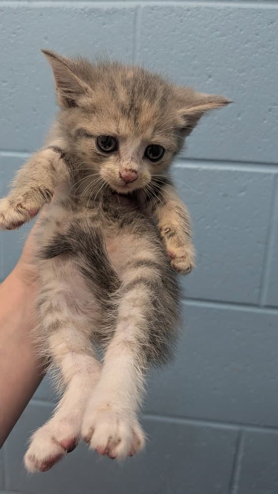 Neon - Domestic Short Hair