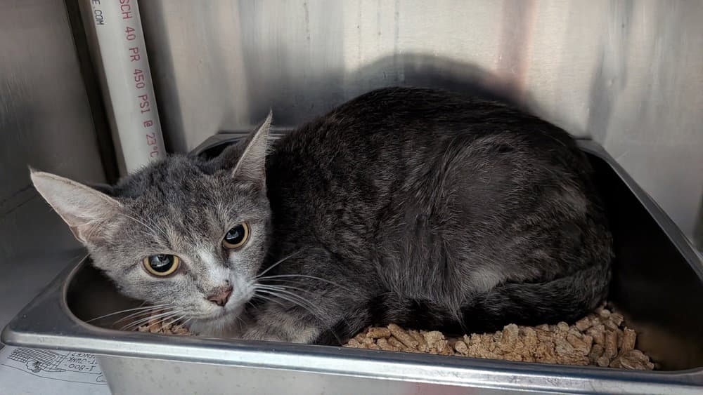 Helium - Domestic Short Hair