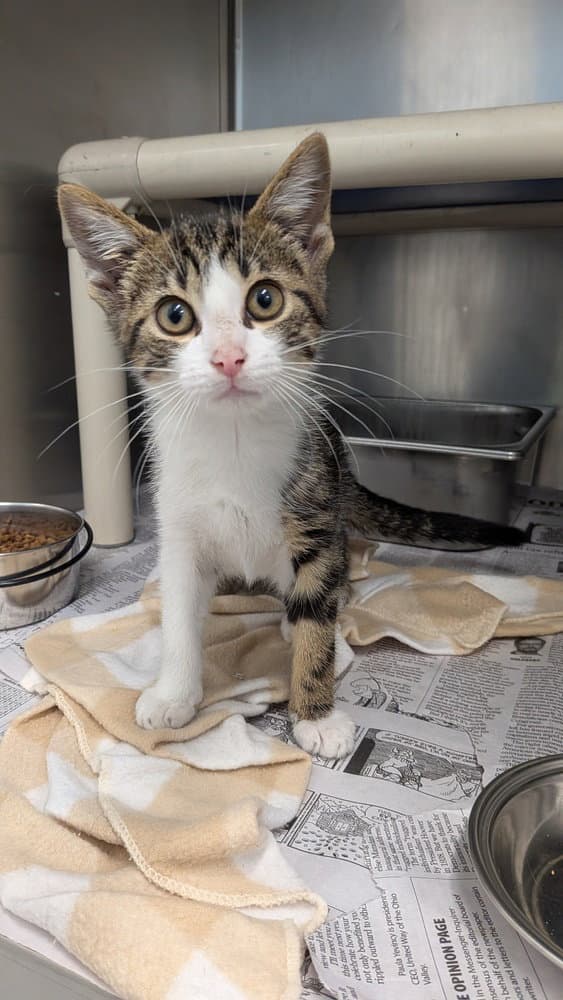 Abba - Domestic Short Hair