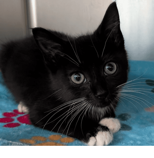 Genesis - Domestic Short Hair