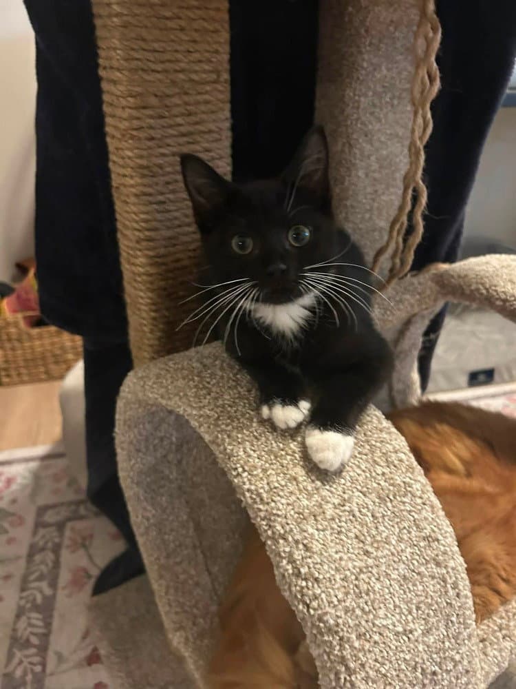 Genesis - Domestic Short Hair