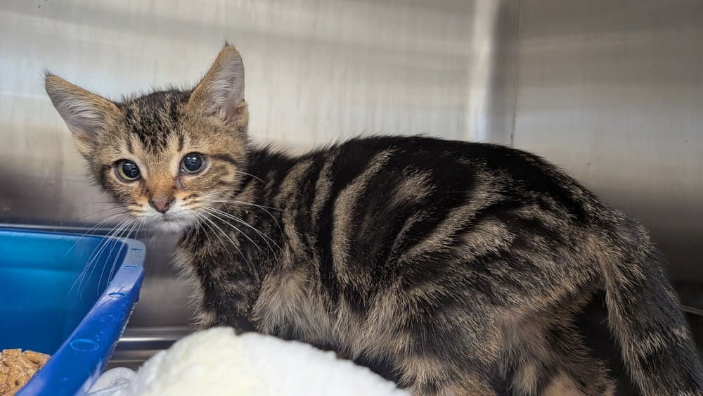 Reno - Domestic Short Hair