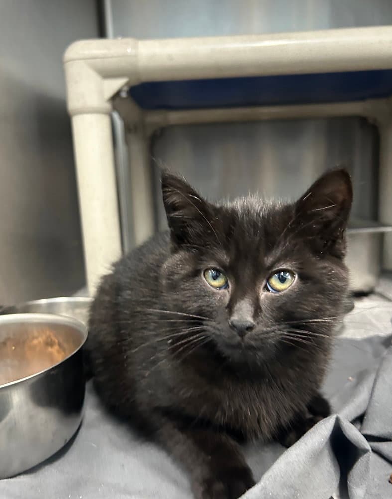 Belladonna - Domestic Short Hair