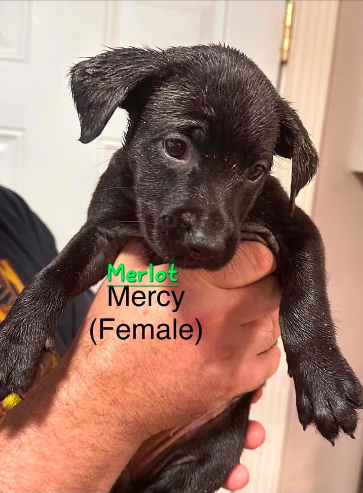 Merlot - Terrier