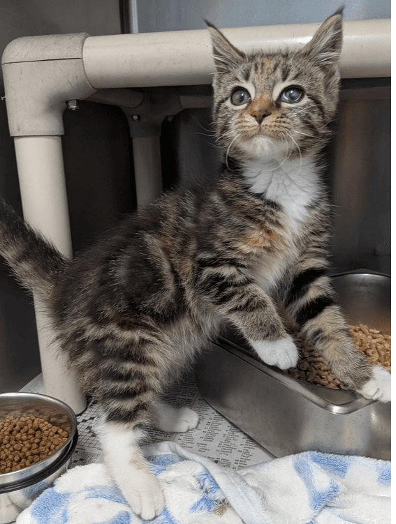 Heidi - Domestic Short Hair