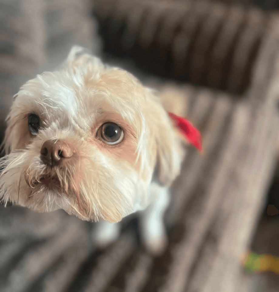 Bella Swan - Shih Tzu