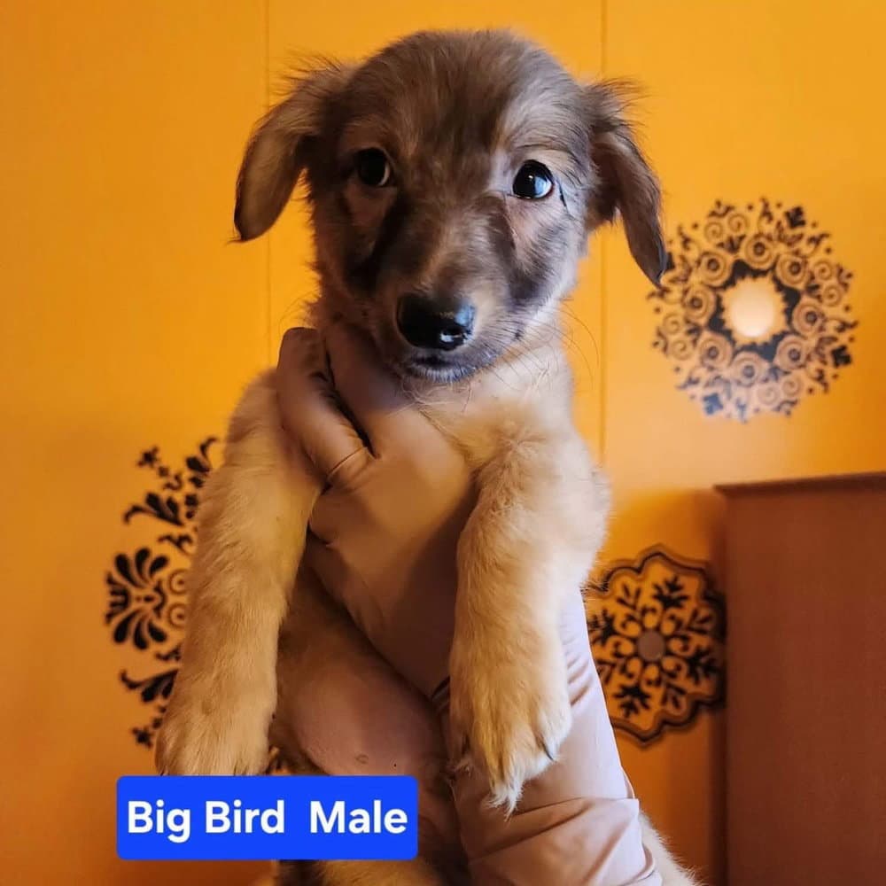 Big Bird - Chihuahua