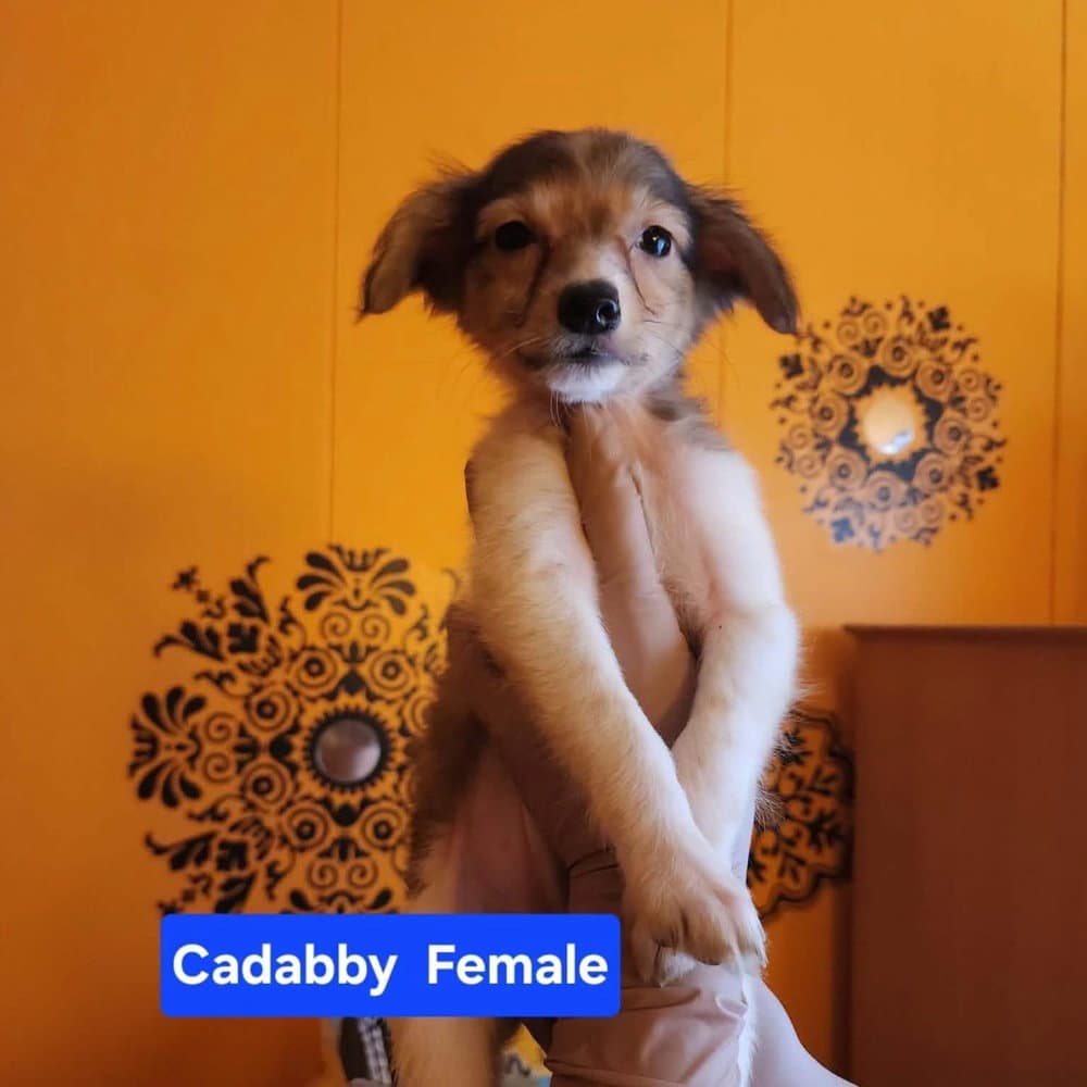 Cadabby - Chihuahua