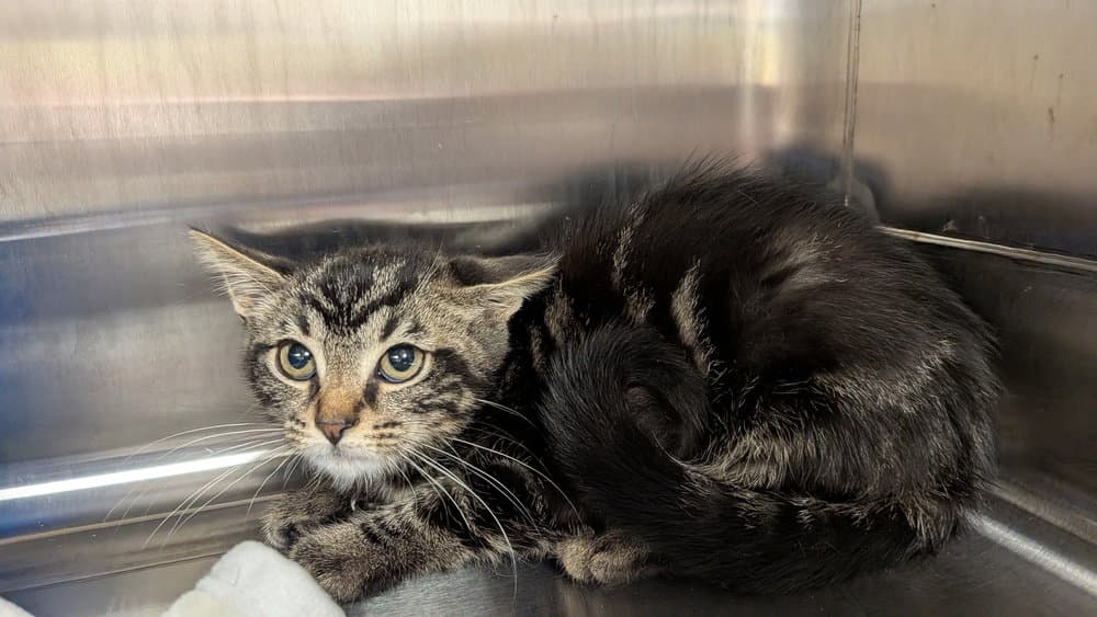 Tahoe - Domestic Short Hair