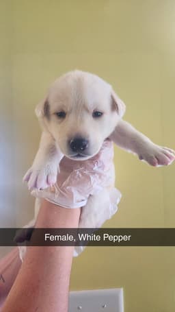 White Pepper image 3