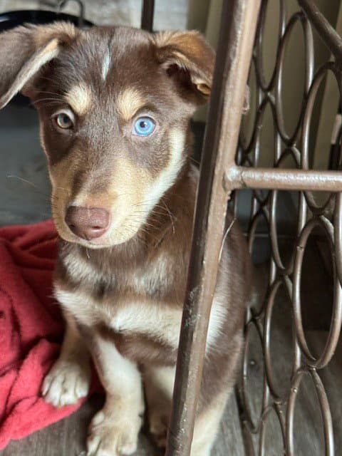 Cinnamon - Husky