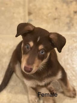 Cinnamon image 4