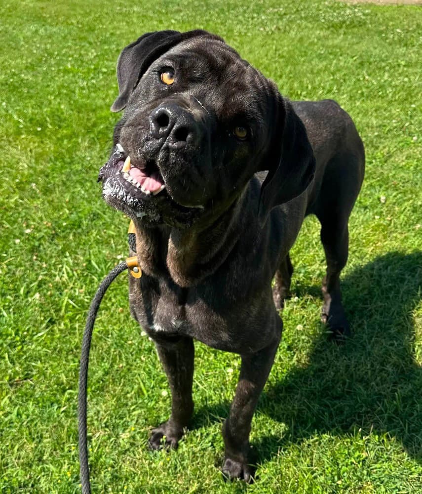 Casanova - Cane Corso Mastiff