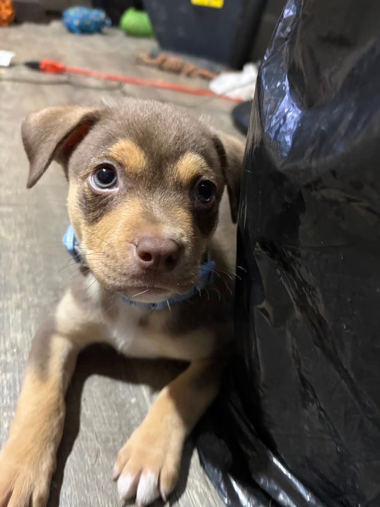 Petrov - Pit Bull Terrier