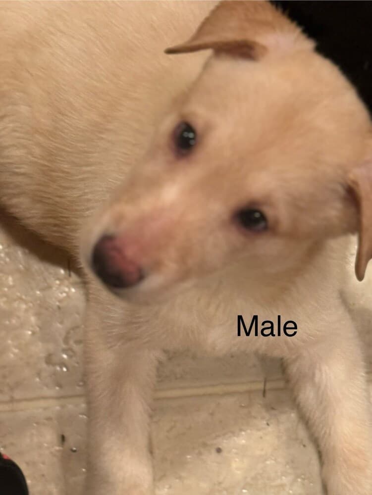 Zero - Husky