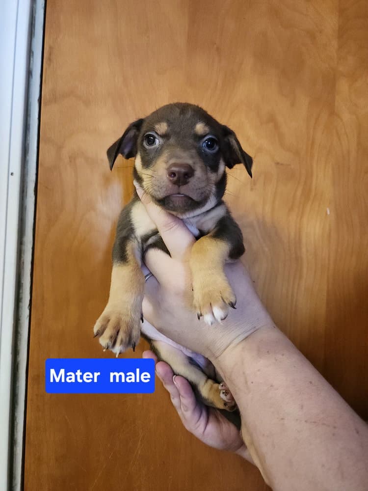 Mater - Pit Bull Terrier