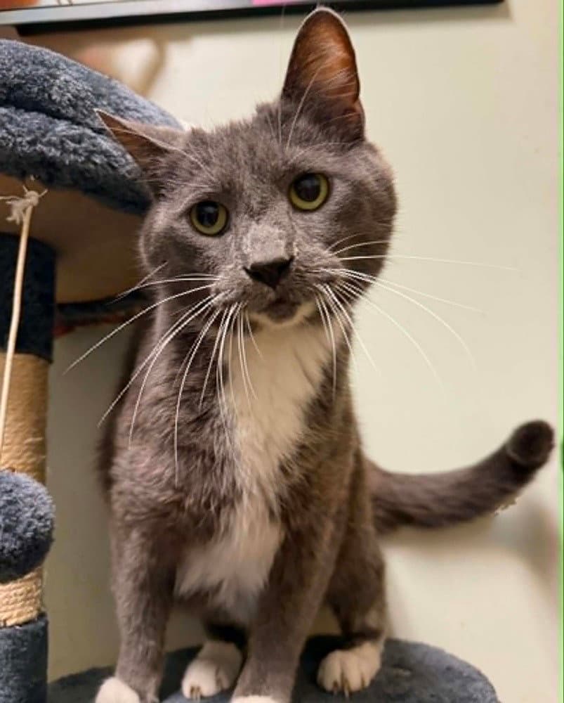 Rahn - Domestic Short Hair