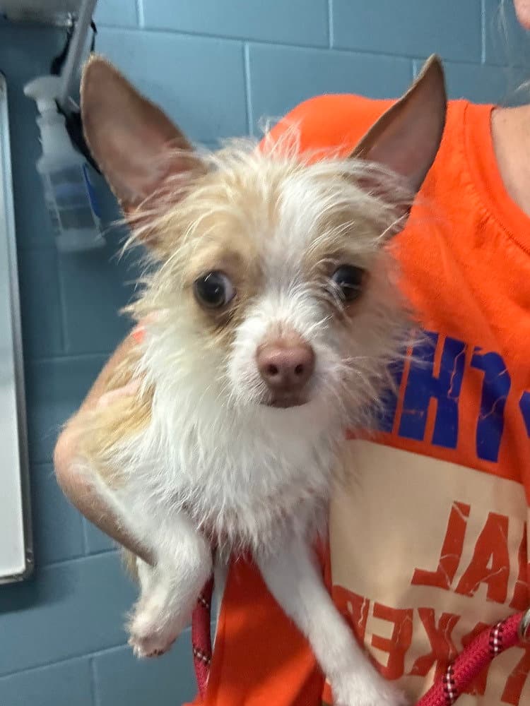 Pop - Chihuahua