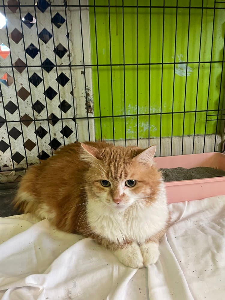 Biddy - Domestic Long Hair