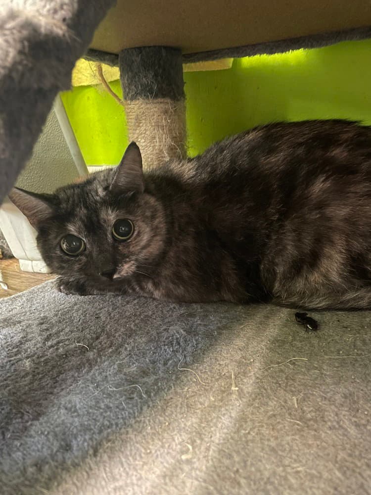 Misty - Domestic Short Hair