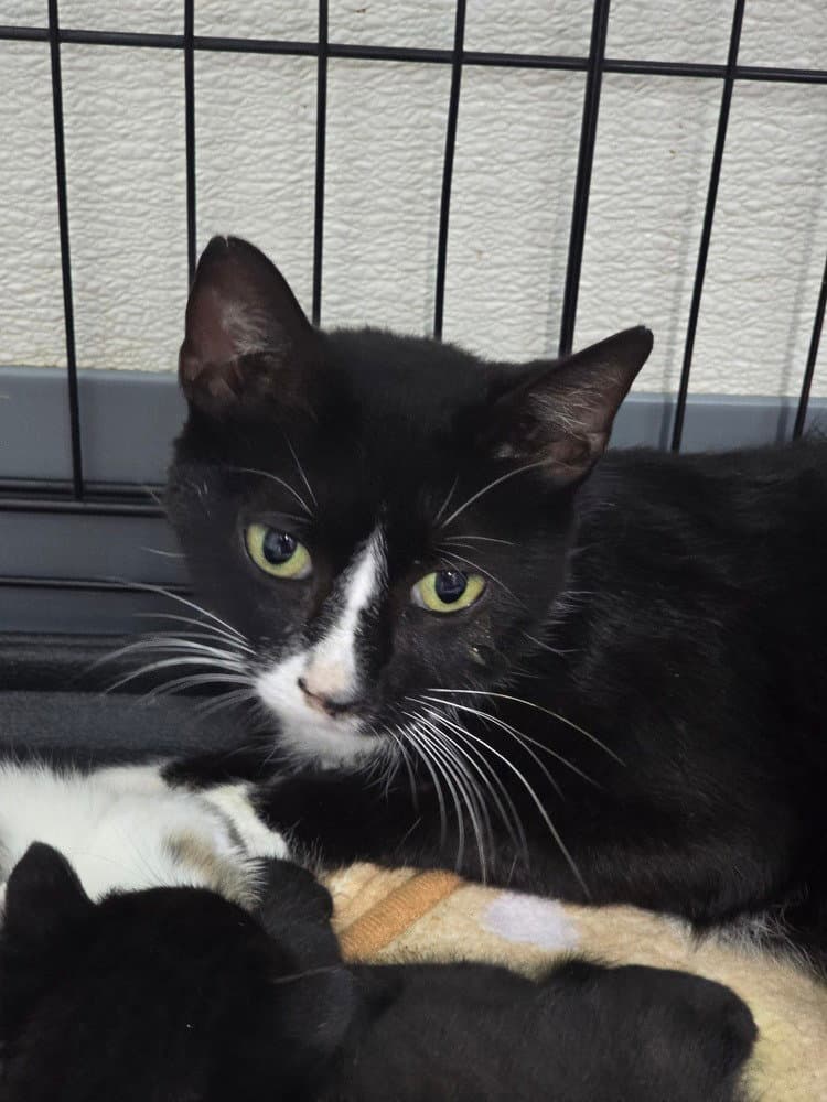 Celine - Domestic Short Hair
