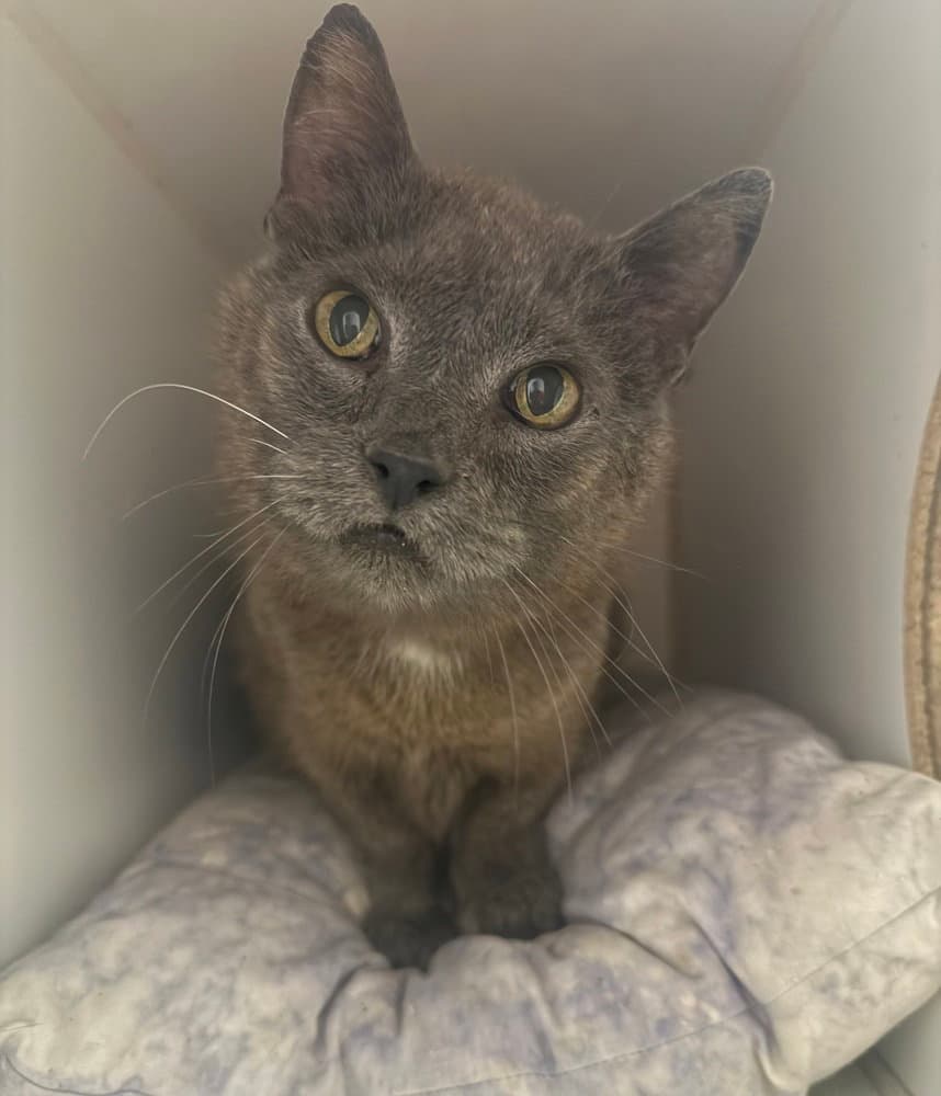 Rocko - Domestic Short Hair
