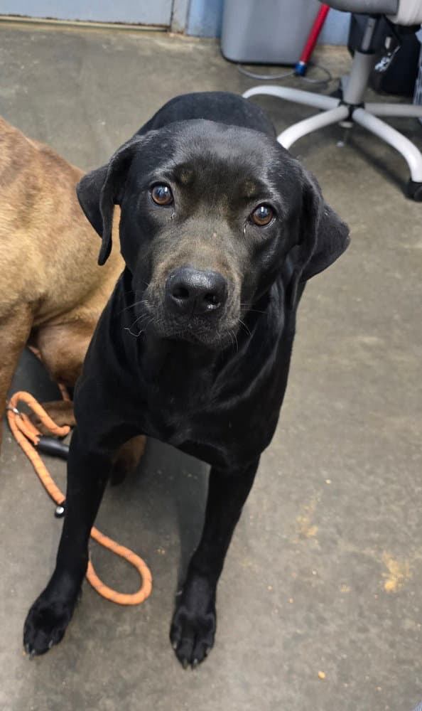 Snow White - Retriever