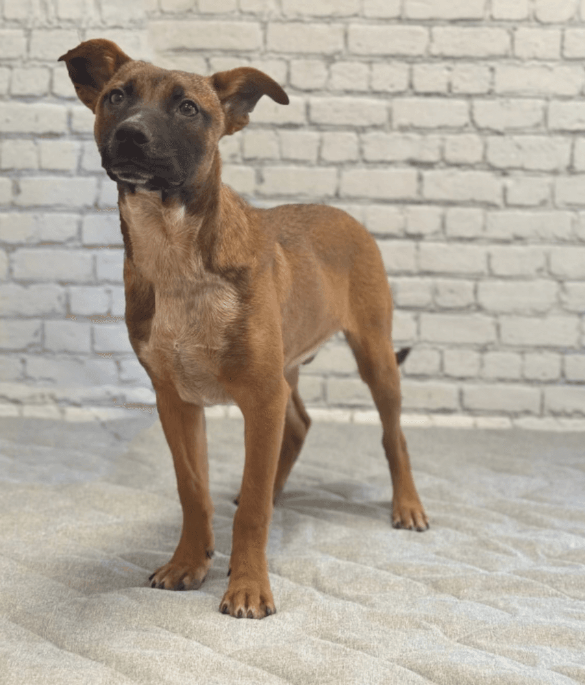 Buddy - Australian Cattle Dog/Blue Heeler