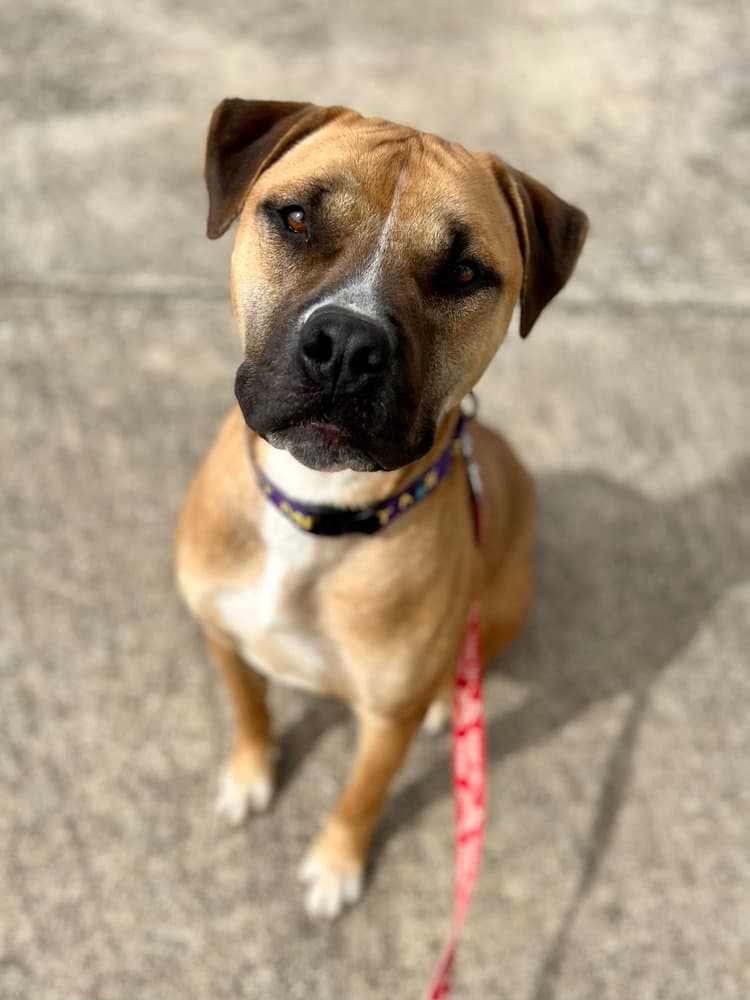 Sawyer - Boxer