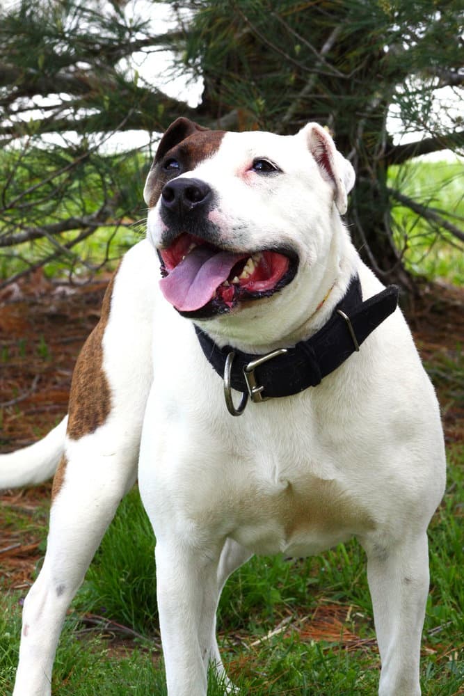 Izzy - American Staffordshire Terrier