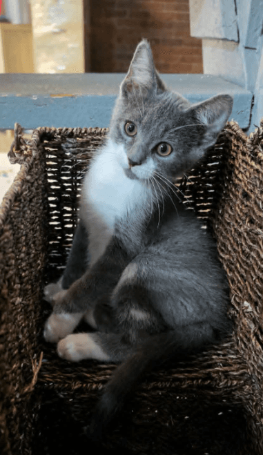Equal - Domestic Short Hair