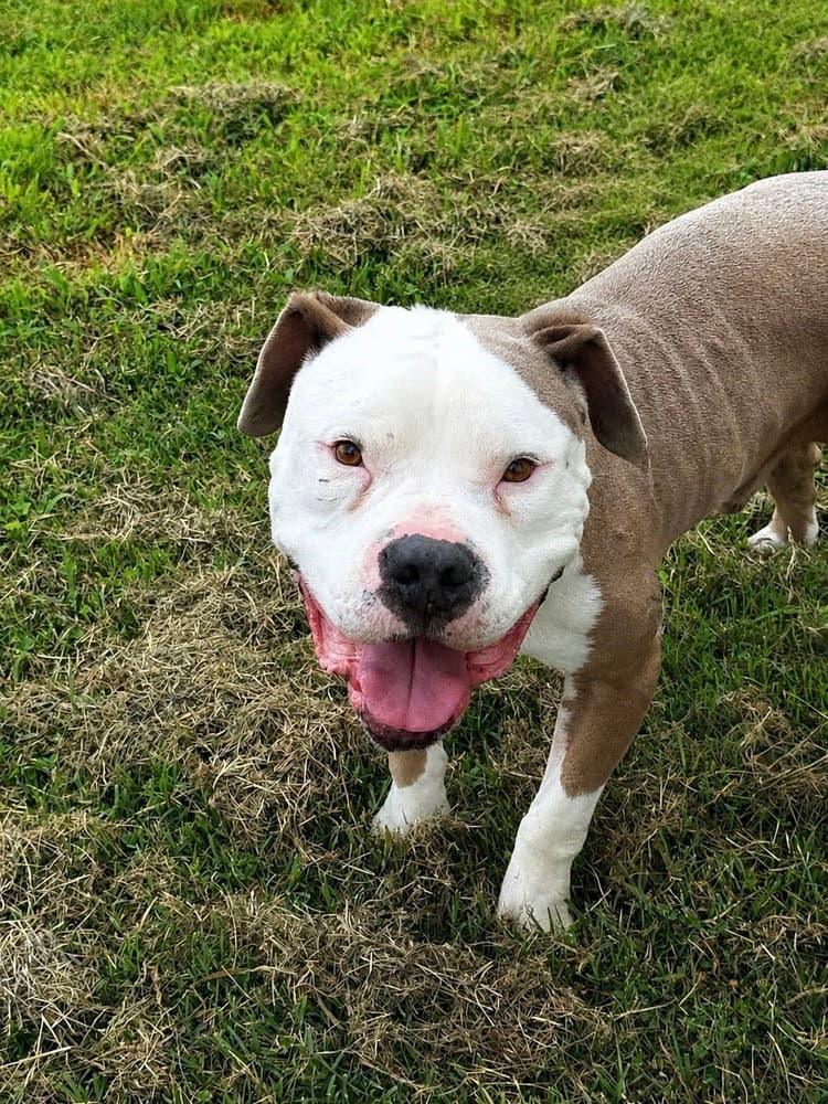 Boss - American Pit Bull Terrier