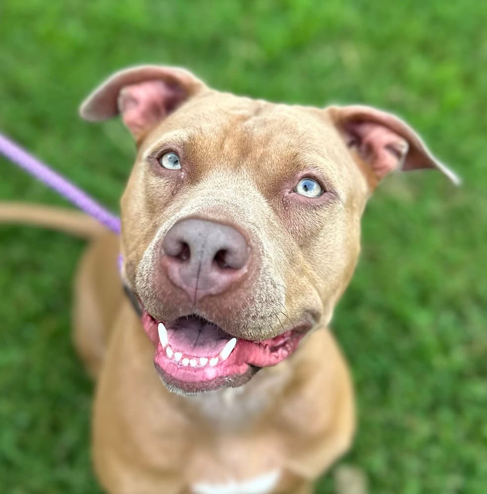 Ellie - Pit Bull Terrier