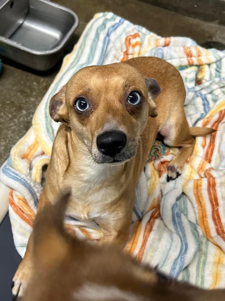 Piper - Chihuahua