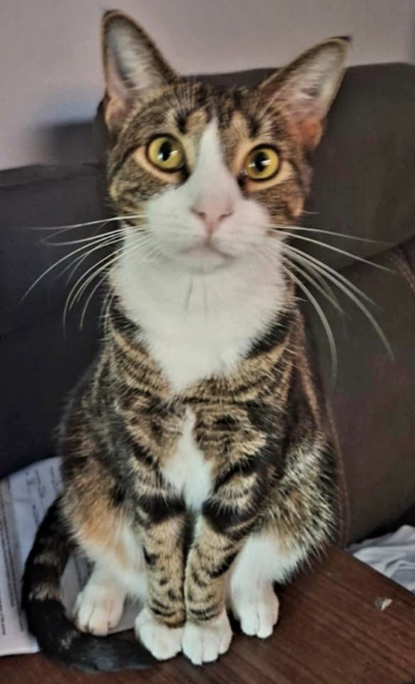 Mish - Domestic Short Hair