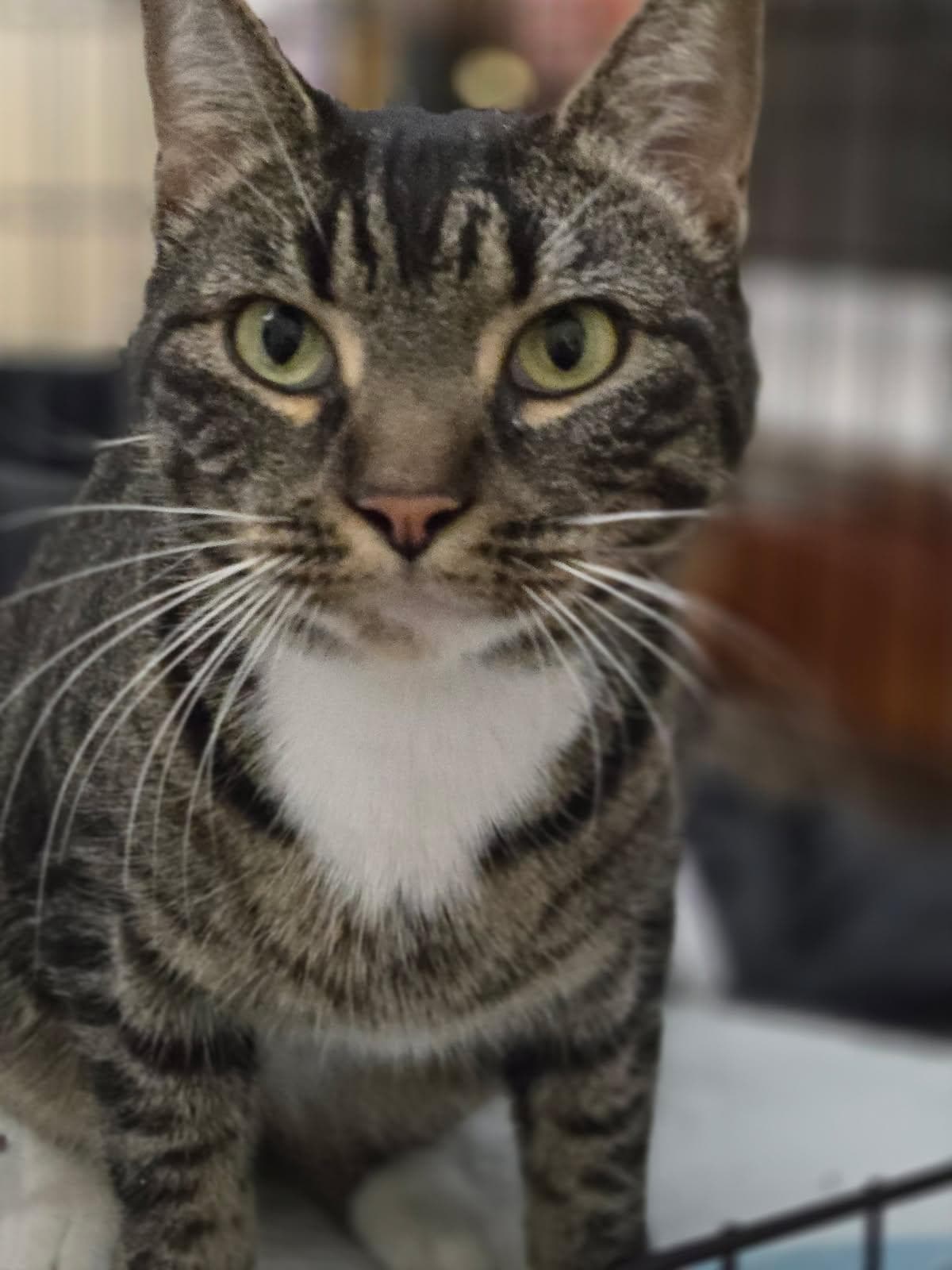 Brenda - Domestic Short Hair