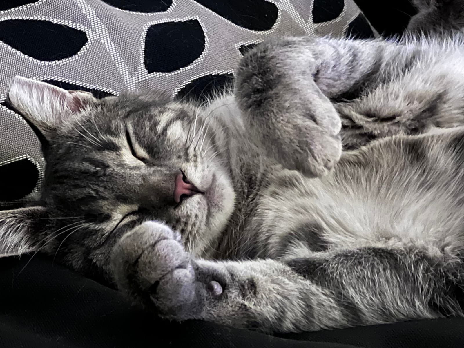 Lenny - Domestic Short Hair