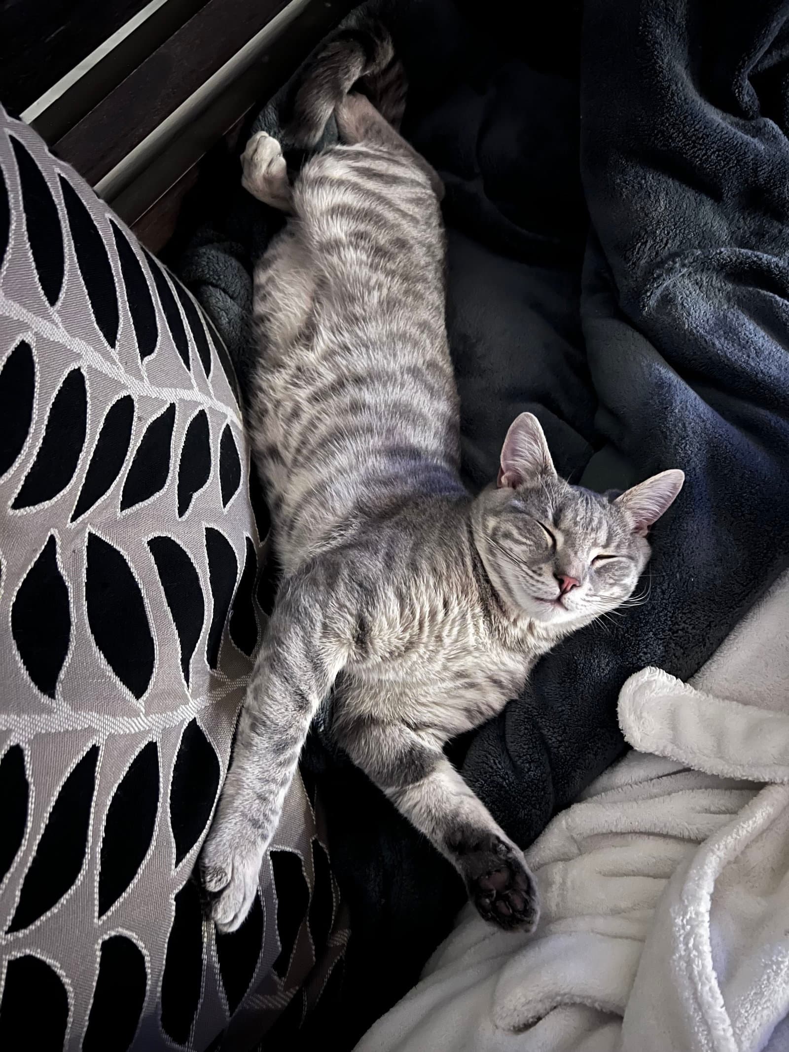Allan - Domestic Short Hair