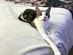 Rosie image 2